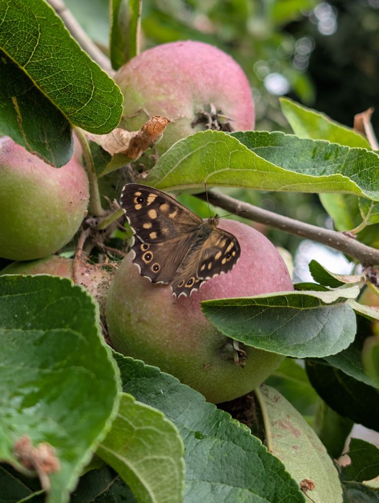 Image of a dark brown (speckled wood) butterfly, with beige ringlet and spot markings on the wings. It's sitting on a ripening apple in an apple tree, there are other apples and leaves in the background.
