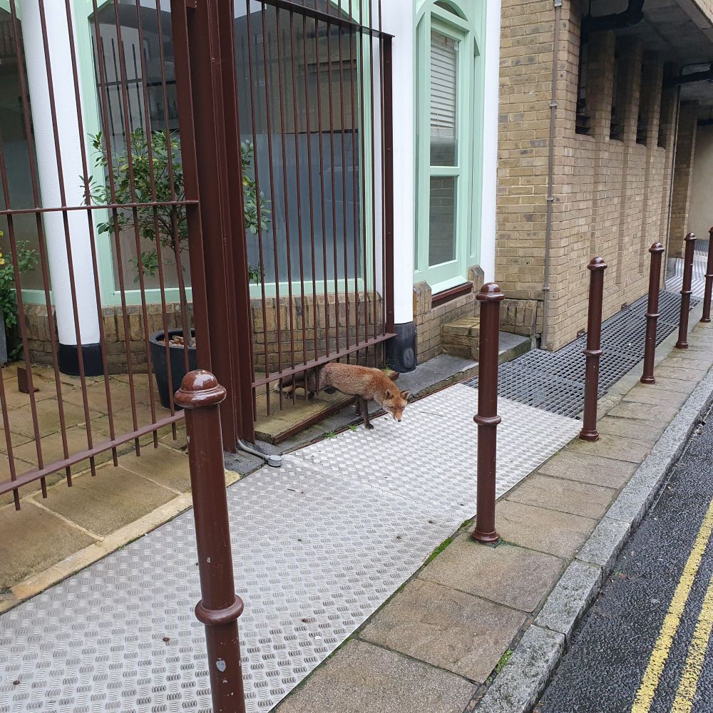 Renard dans une rue de Londres.