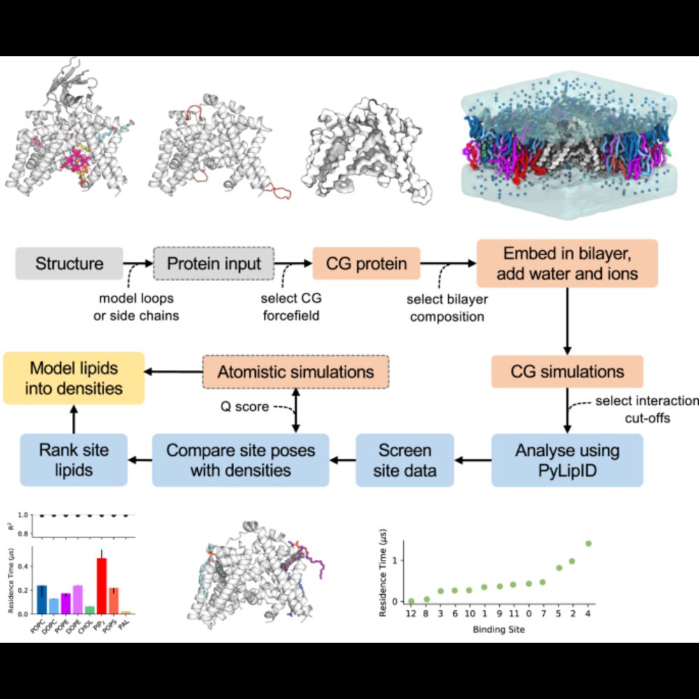 LipIDens: simulation assisted interpretation of lipid densities in cryo-EM structures of membrane pr...