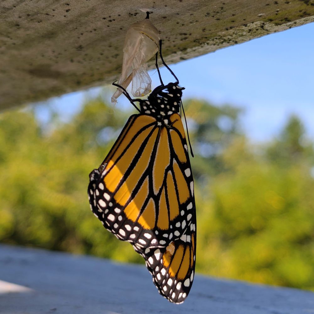 A brand new monarch butterfly hangs upside down by its recently emptied chrysalis 