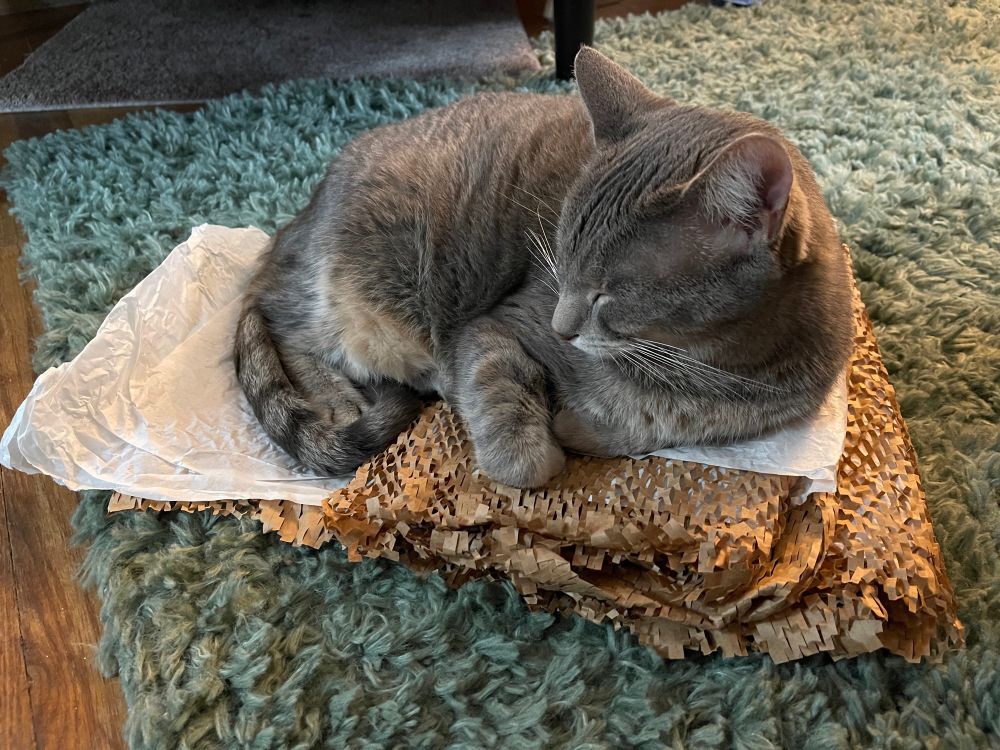 Puck, a grey tabby cat, sits curled up on a pile of wrapping.