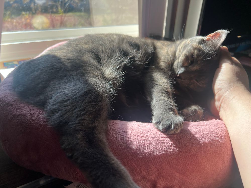 Minnie, happy as she lies on her cat bed, getting head pets from me.
