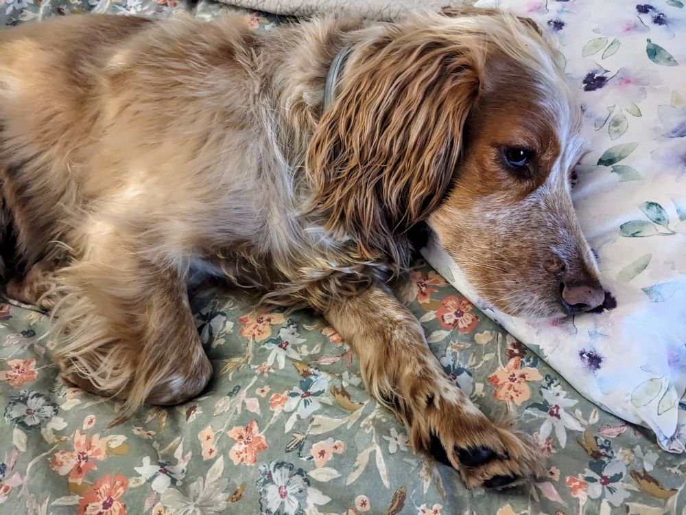 A photo of a golden roan working cocker-spaniel laying on a floral duvet cover with his head resting on a floral cushion.