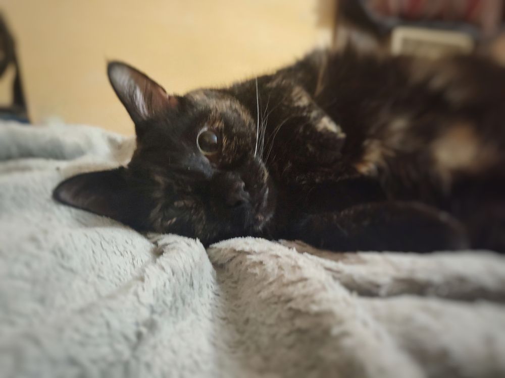 A tortoiseshell cat, laying on her side, staring at the camera with MASSIVE pupils