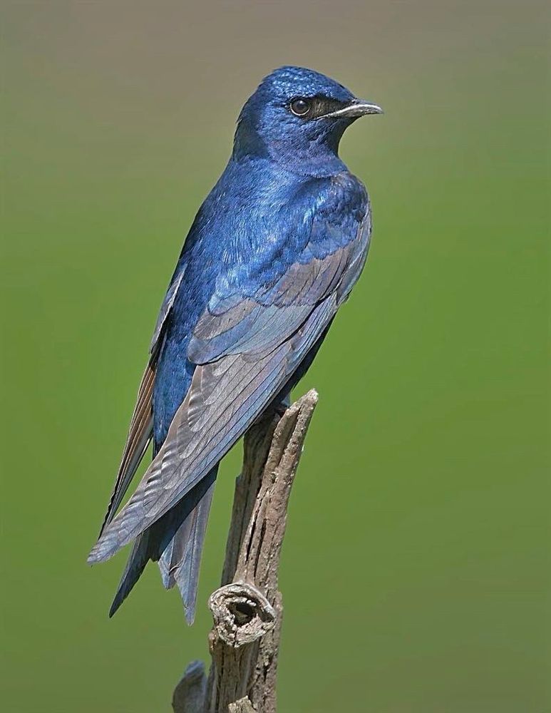 Purple Martin posing nicely.  Richmond,  VA. #birds #discover #wildlife 