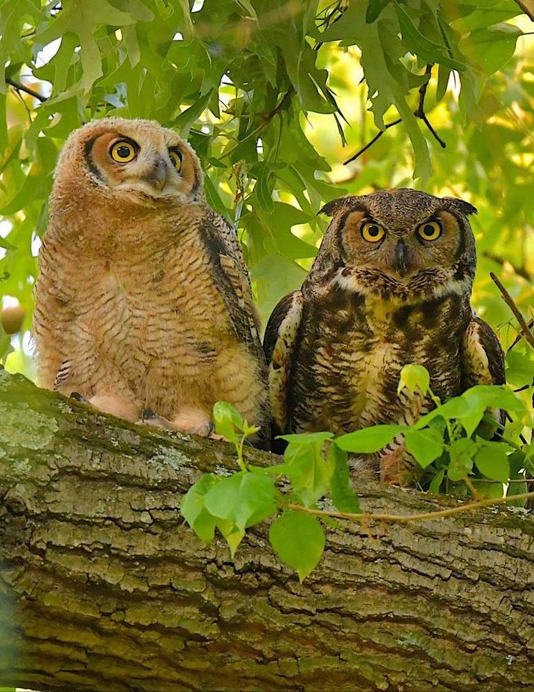Great Horned owl mom training fledgling to hunt.  Richmond, VA. #birds #discover #wildlife