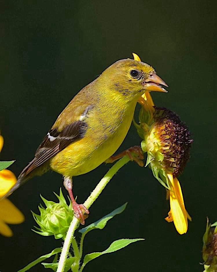 Female Goldfinch, Richmond, VA. #birds #discover #wildlife