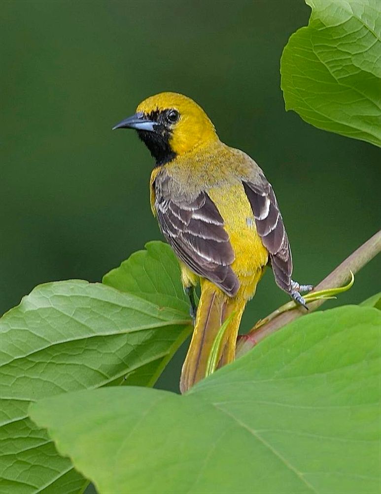 Female Orchard Oriole, Richmond, VA.  #birds #discover #wildlife