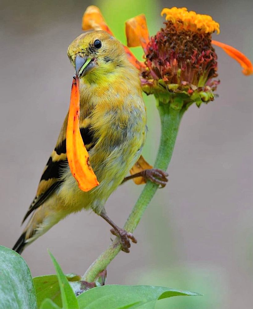 American goldfinch, Richmond, VA. #birds #discover #wildlife