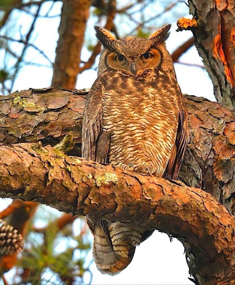 Great horned owl, Richmond, VA. #birds #discover #wildlife