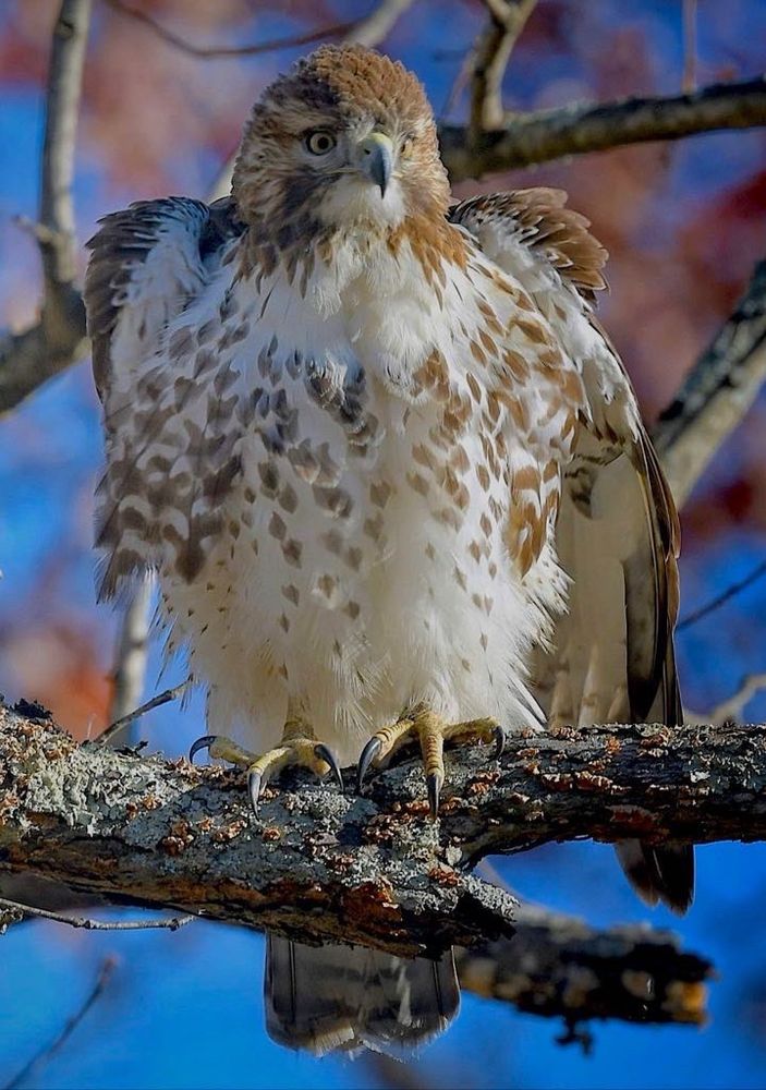 Young Red-tail Hawk, Richmond, VA. #birds #discover #wildlife