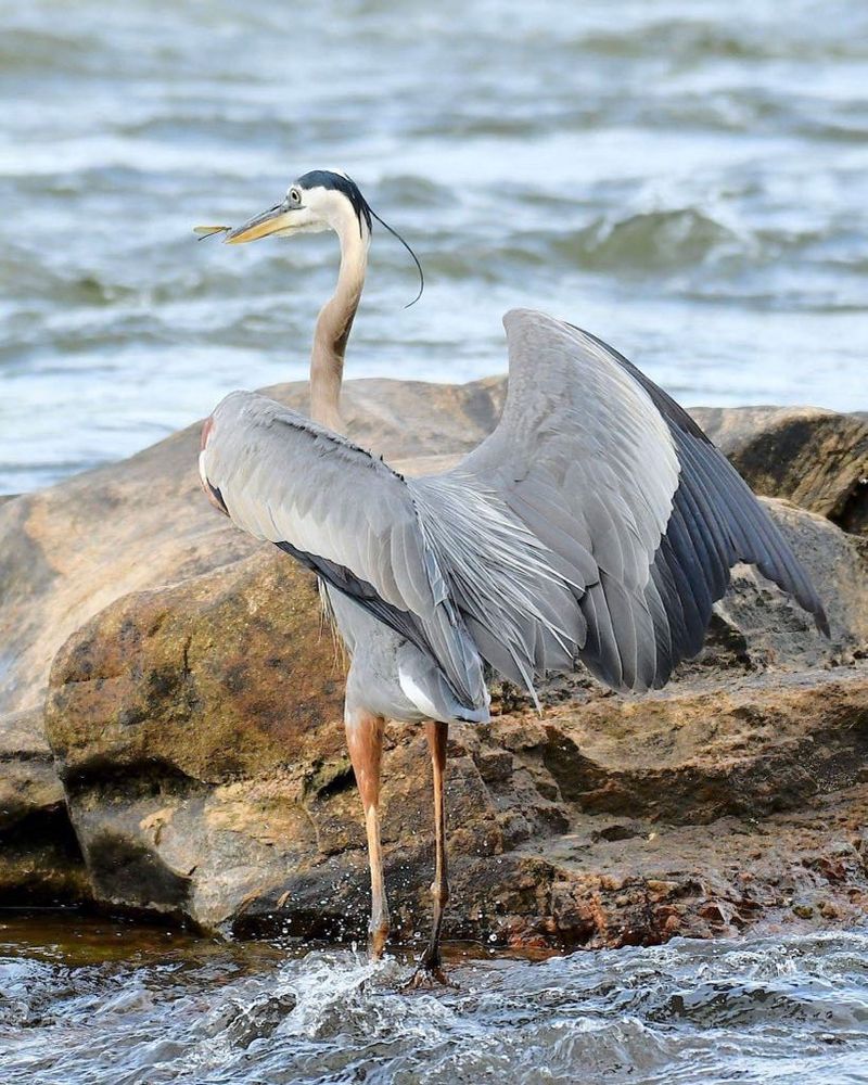Great Blue Heron with Dragon Fly on his beak on the James River, Richmond, VA. #birds #discover #wildlife