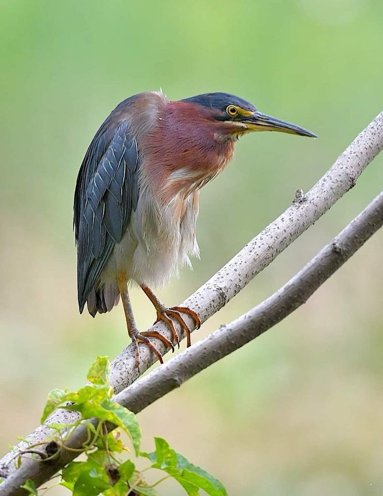 This Green Heron looks like he has been hunched over at his computer for too many years.  Richmond, VA.  #birds #discover #wildlife
