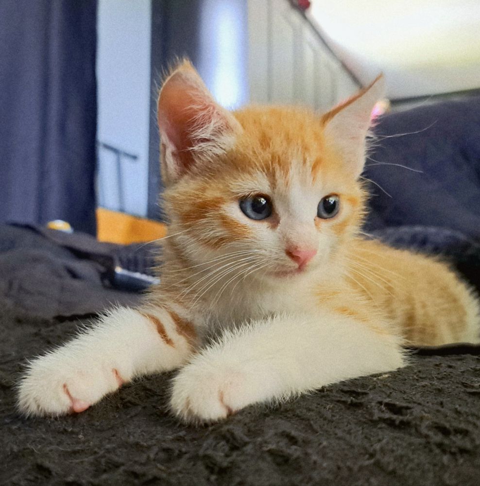 Orange tabby kitten laying on her belly with her front paws sticking out and looking off to the side