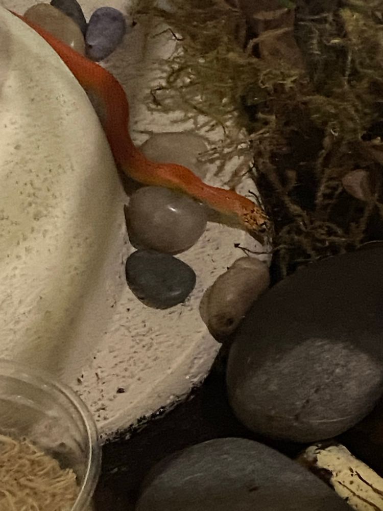 Cheez-it is a bright orange morph baby kingsnake having a slither about in his cage surrounded by rocks.