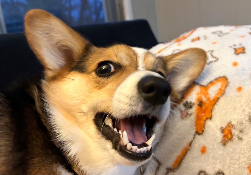 Corgi smiling next to corgi cartoon blanket 