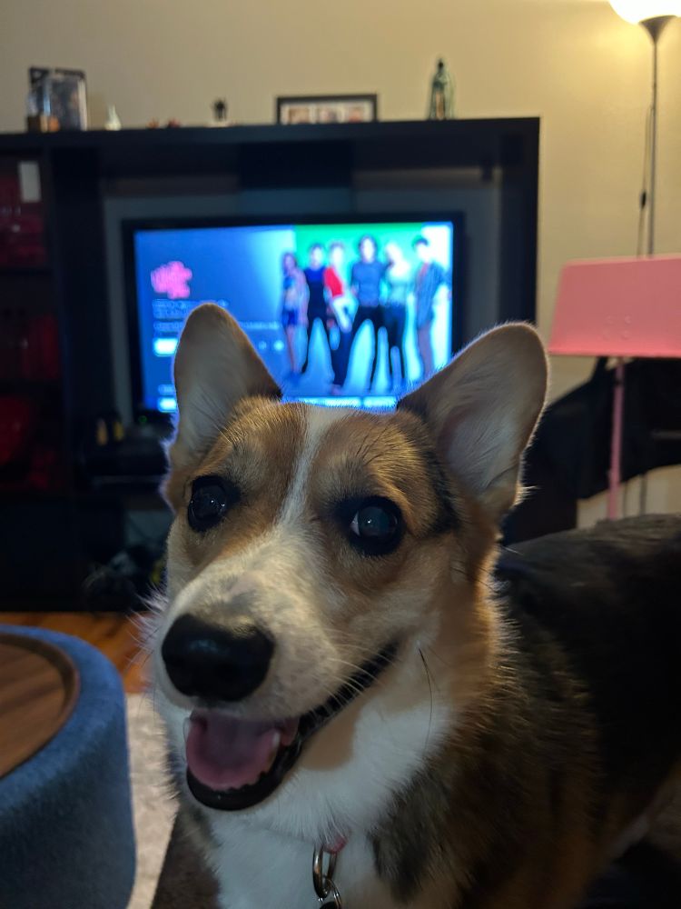 Corgi sitting in front of tv with 10 things I hate about you on the screen 