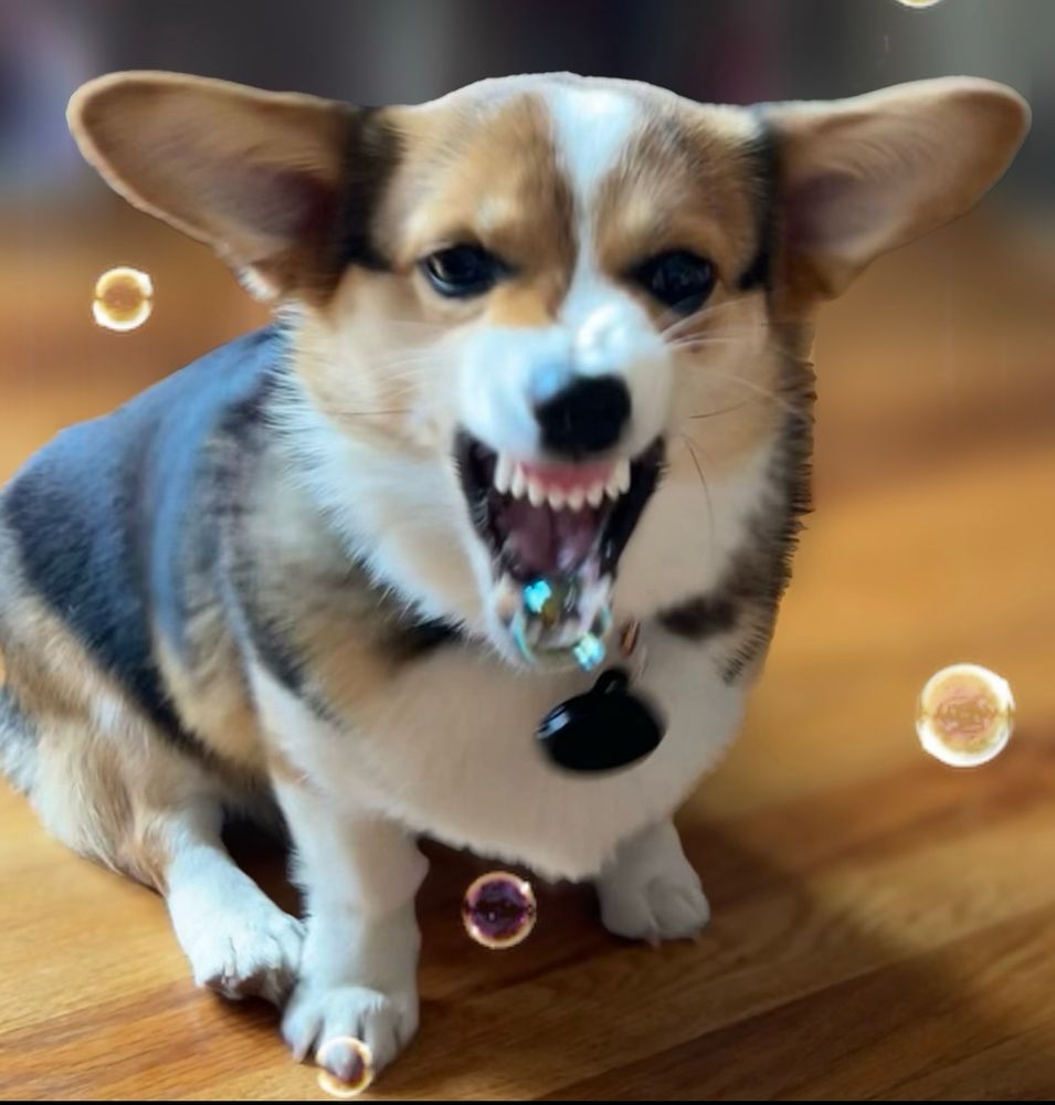 Bubbles vs attack corgi