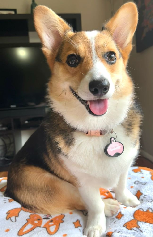 Corgi sitting on a corgi blanket 