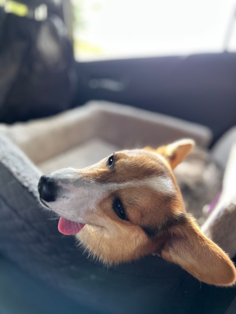 Corgi with a blank stare and listless eyes, with her tongue lagging to the side of her mouth, lying in her car seat. 