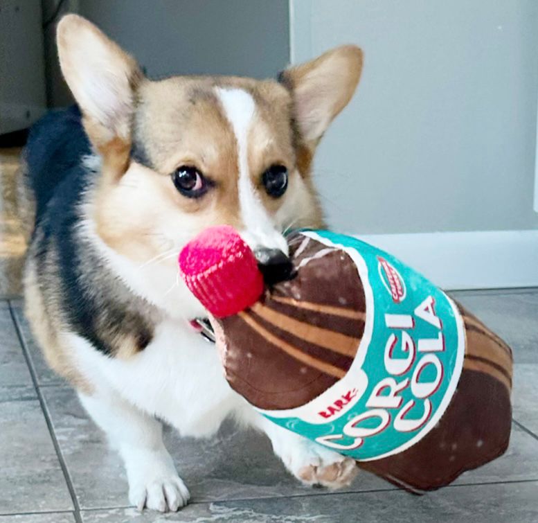 Tri color corgi carrying a stuffed pop bottle toy in her mouth that says “Bark: Corgi Cola”