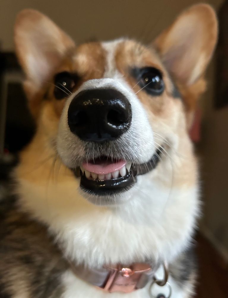 A corgi smiling with teeth