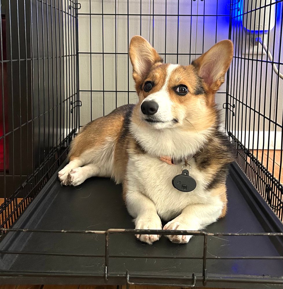 Corgi lounging in her crate and tired after a long morning of being cute