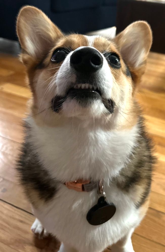 Corgi with her nose up to be booped