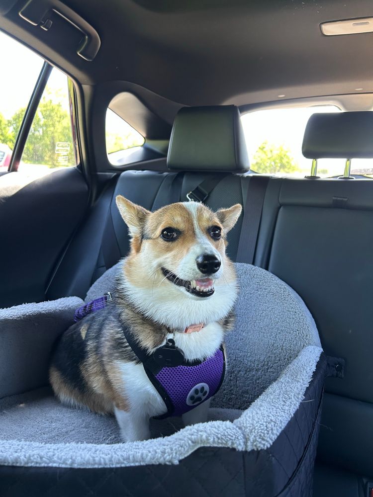Corgi sitting in her carseat on the way to her first day of school (doggy daycare)