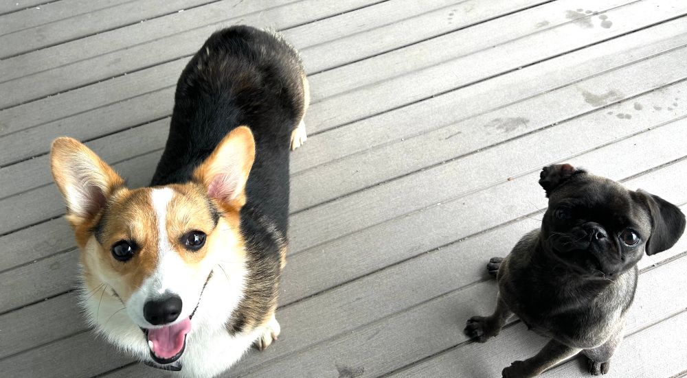 Jellybean the corgi next to Fudge the pug