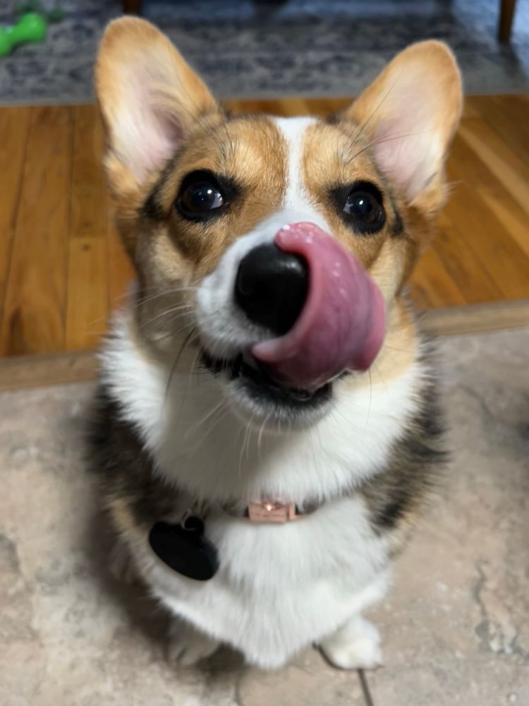 Corgi with tongue out 