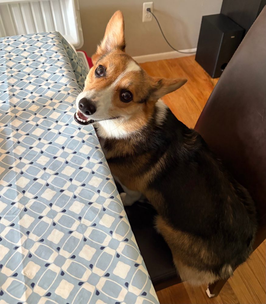 Corgi sitting on a dining chair at the table, and very proud of herself