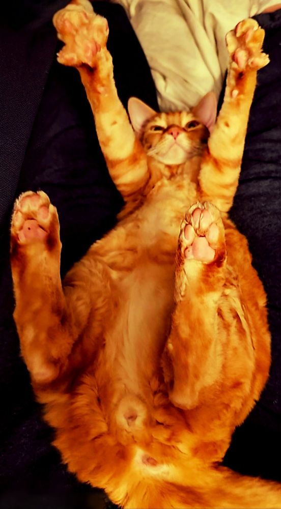 Orange cat belly
