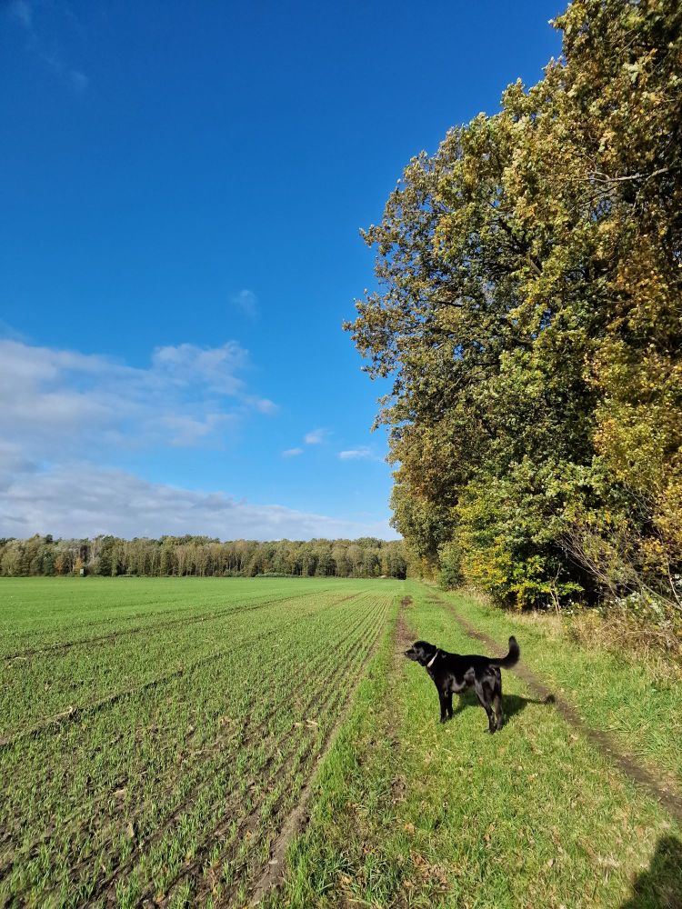 Schwarzer Labrador in einiger Entfernung am rechten Bildrand. Rechts herbstliche Bäume, links ein Feld. Im Hintergrund Wald. Der Himmel ist blau.
