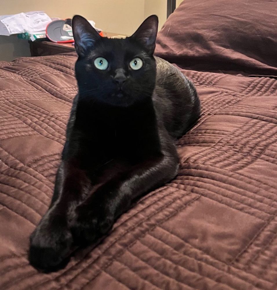 Black cat lying on bed with paws in front and looking at camera.