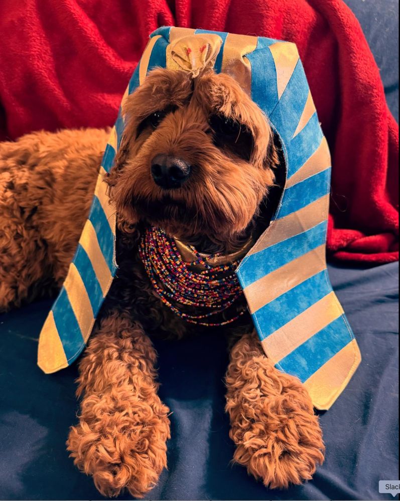 Small fluffy brown dog wearing a necklace and gold and blue headdress, dressed up for Halloween as the Sphinx from Ancient Egypt.