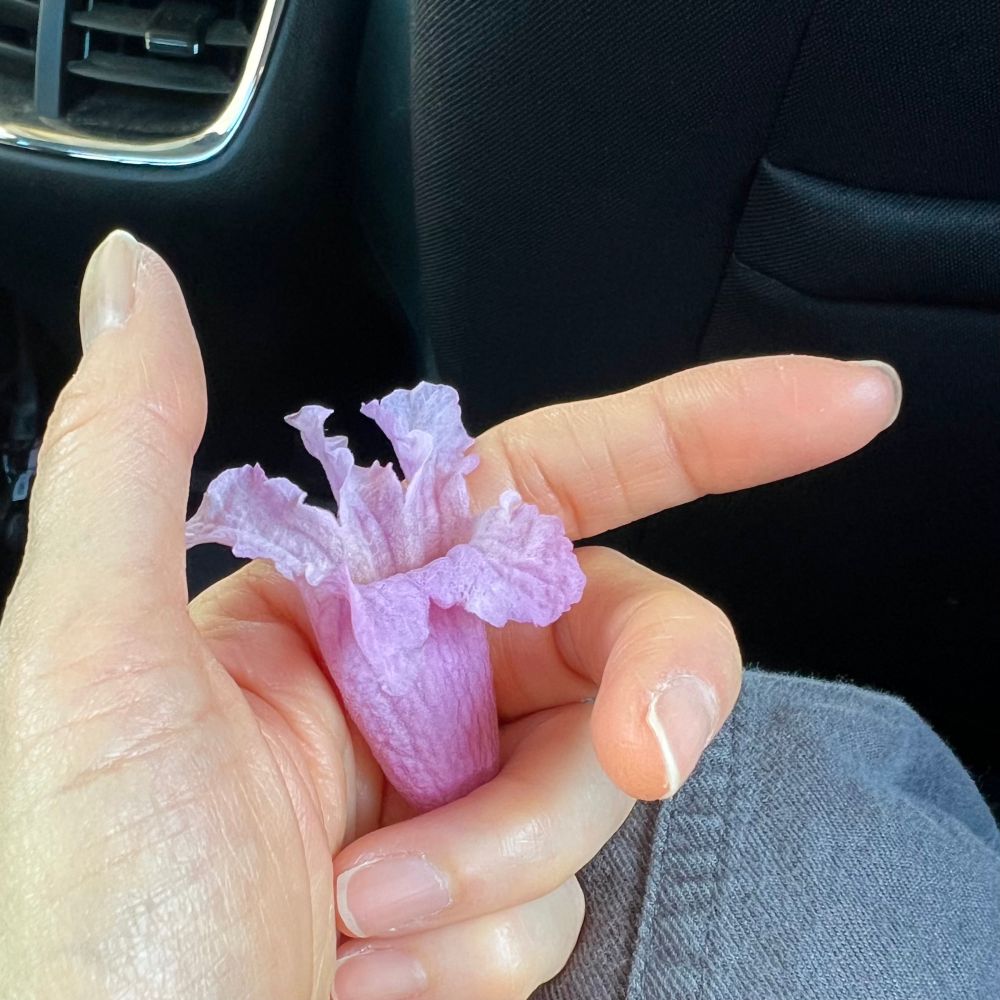 A hand loosely holding a jacaranda flower. 