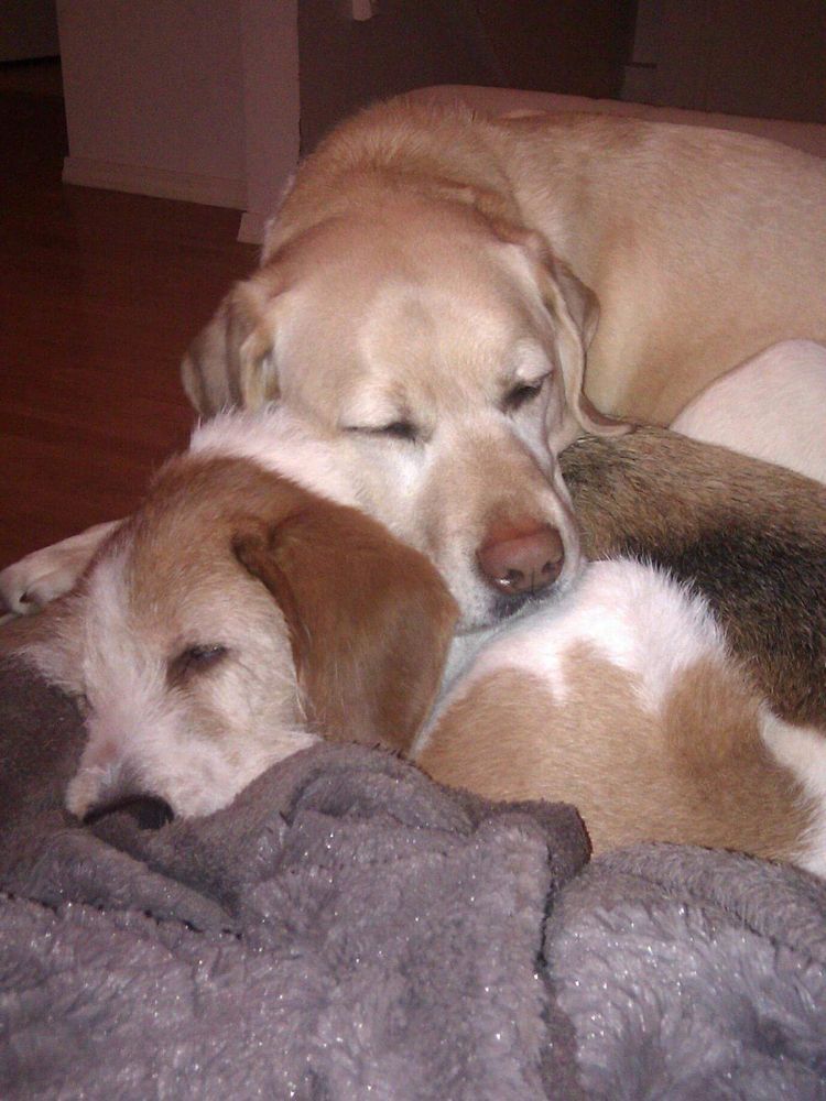 A yellow lab and a tri-colour hound cross snuggled together, sleeping.
