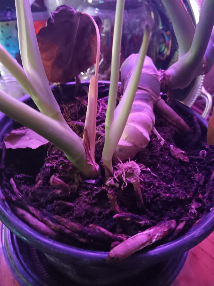 Incredibly root bound monstera in a 1 gallon pot that im shocked hasnt split from the efforts of the plant to escape.
