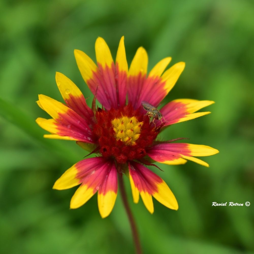 Firewheel.  Some of the most beautiful and vibrant flowers.

If you look to the upper-right of the flower, you'll see a flower fly on it. 