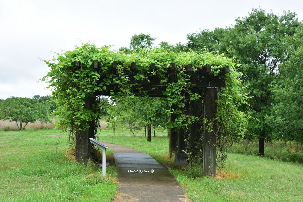 A large structure at Black Bayou Lake NWR that is used for the vine exhibition.  It is covered with native vines.  At least I think they are.

There is no telling as I've learned they have non-native stuff, too.