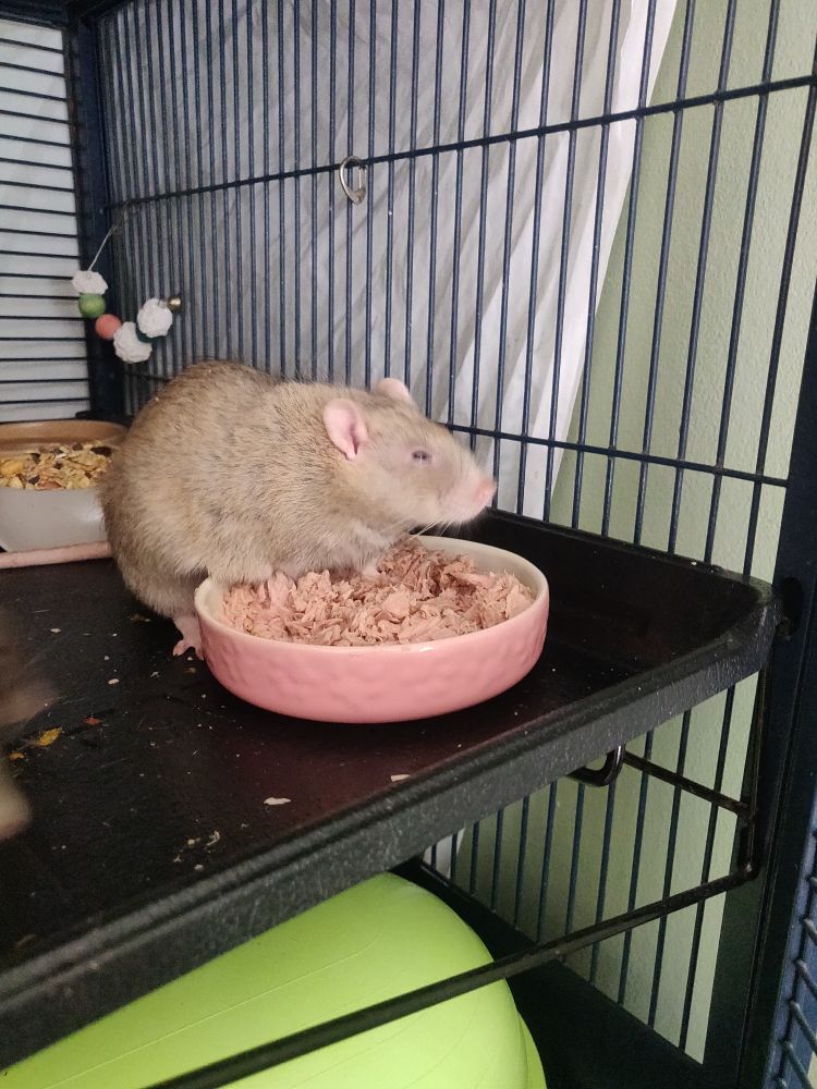 An elderly gentleman grey rat, with his front feet in a bowl of tuna that will soon become his bed.