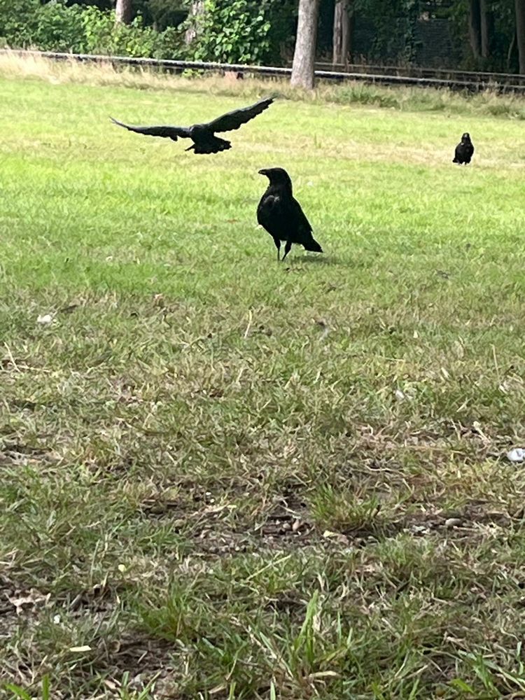 Three crows, one flying, two standing 