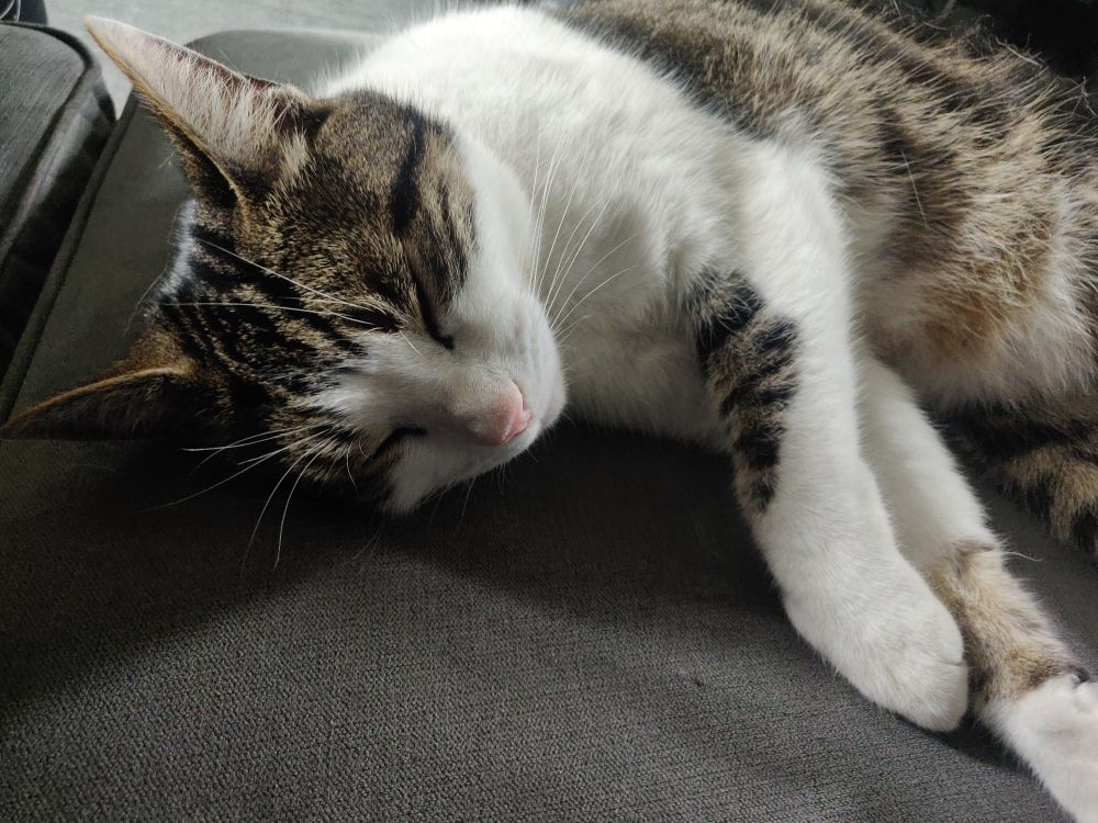 Bernie, a rather fine tabby and white cat.