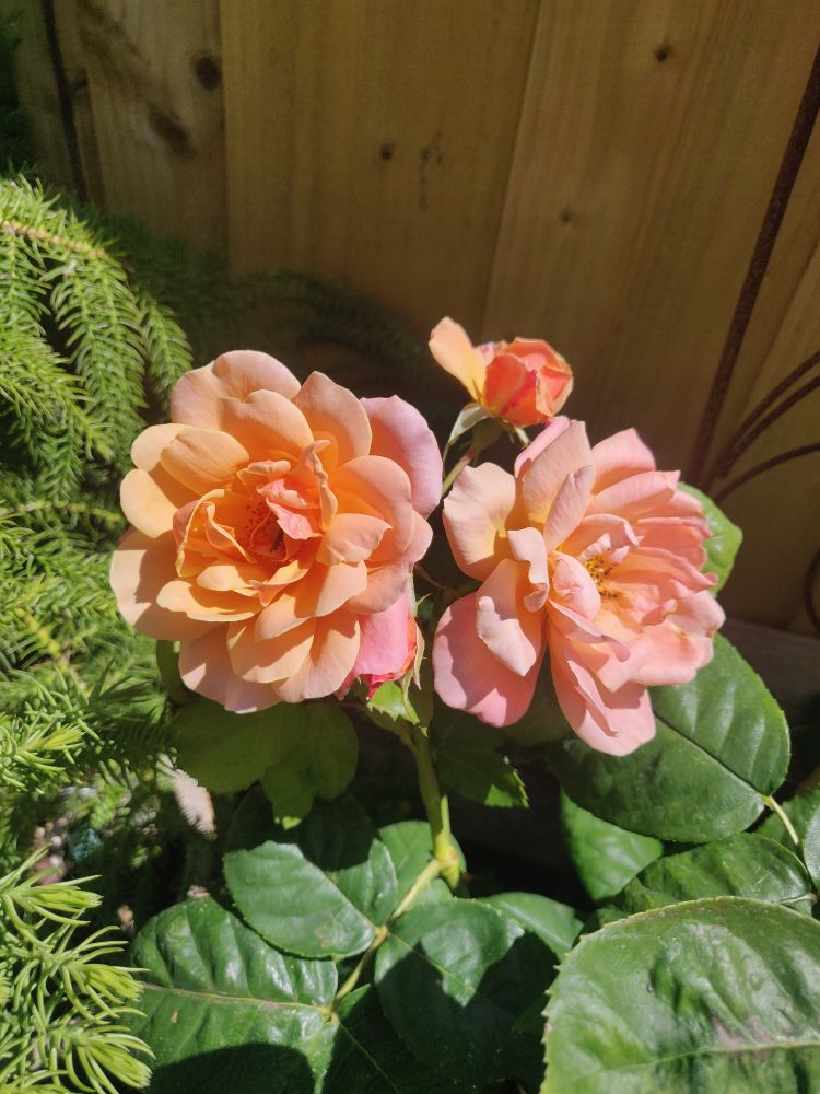 Two peach coloured roses, and a rose bud