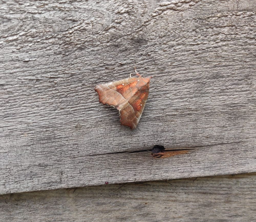 Photo of a herald moth on a wooden fence panel 