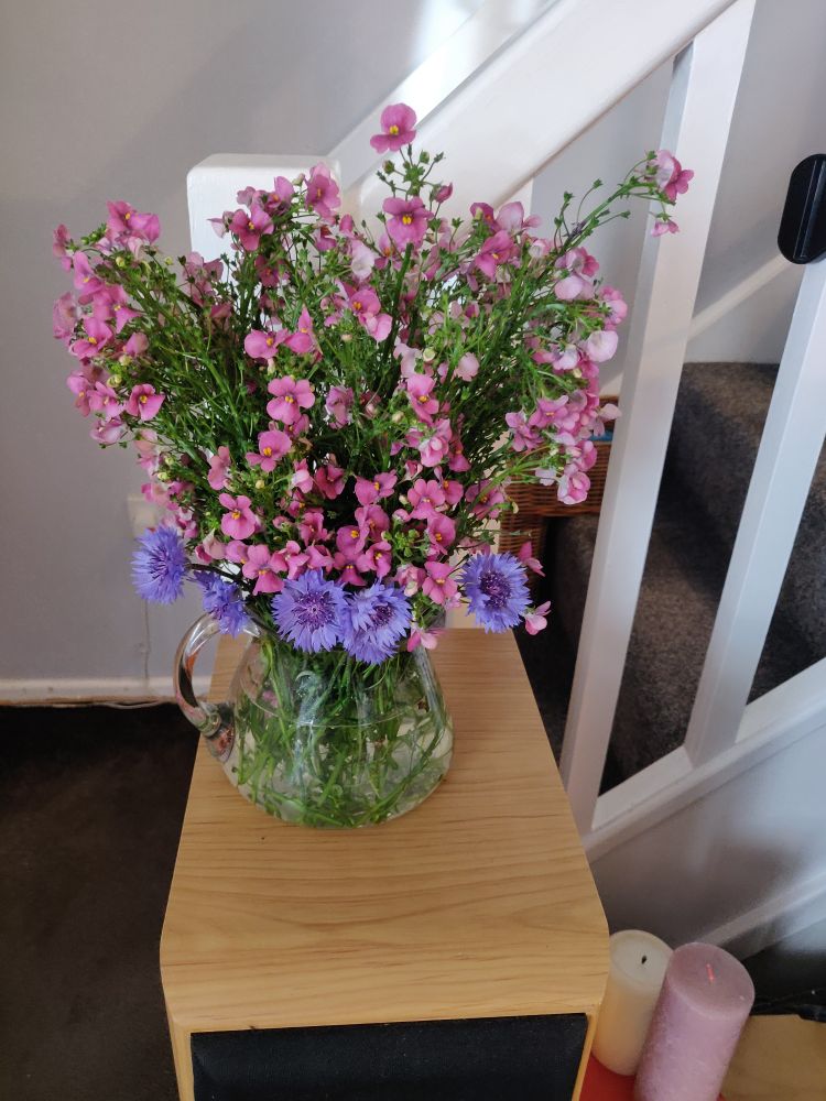 A small bunch of nemesia and cornflowers in a little glass jug.