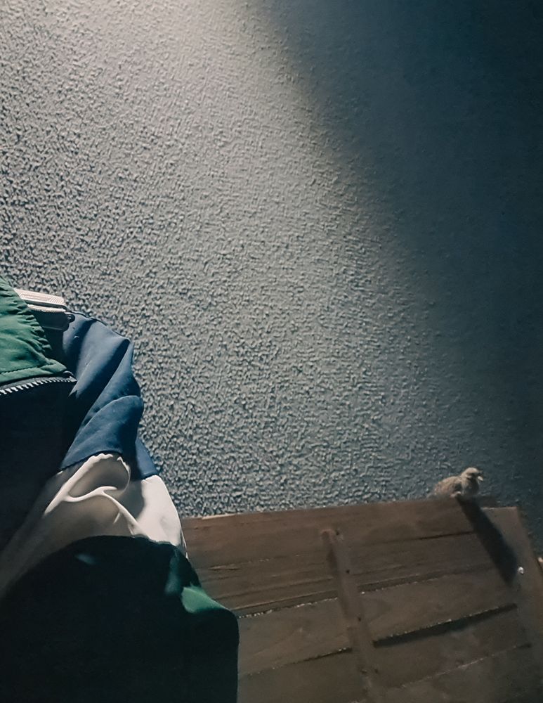 parte da jaqueta verde com branco de uma pessoa em um lado do banco, e o filhote na outra ponta do encosto do banco dr madeira