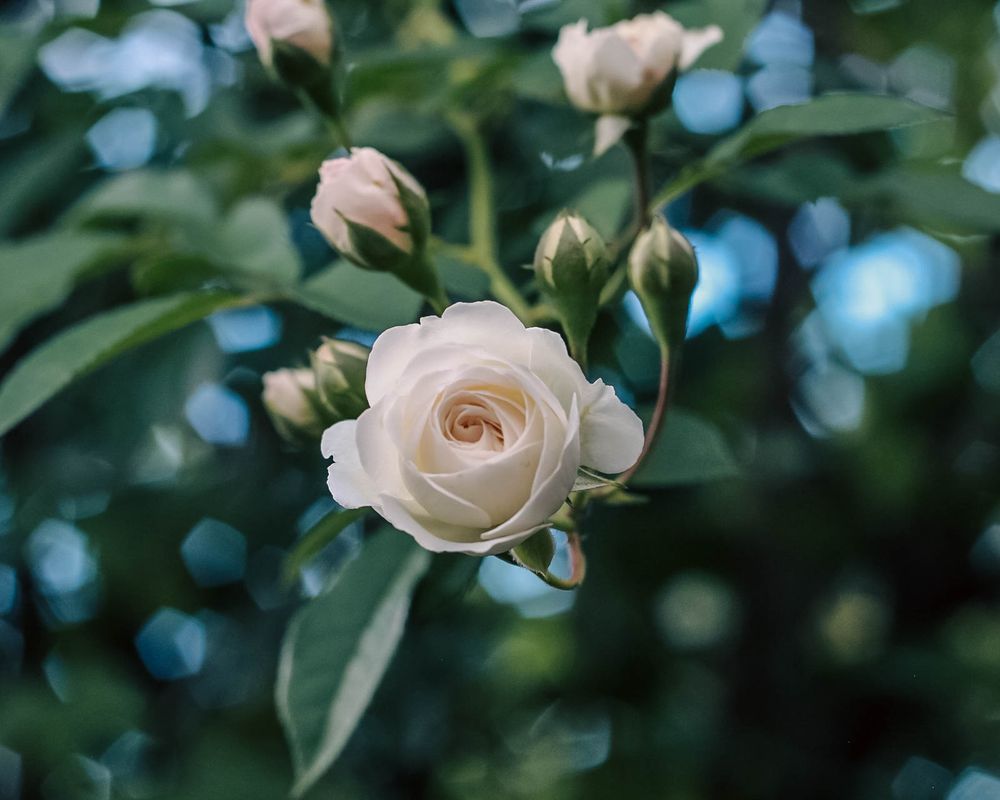 foto de rosa branca desabrochando 
