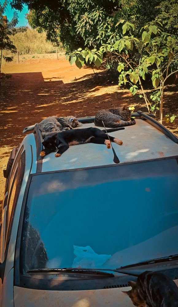 foto de três gatos deitados no teto de carro e um andando no capô